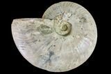 Silver Iridescent Ammonite (Cleoniceras) Fossil - Madagascar #159398-1